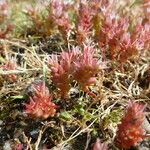 Sedum caespitosum Other