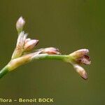 Juncus subnodulosus 花