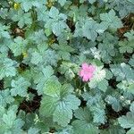 Geranium × oxonianum Leaf