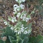 Salvia argentea Hábito