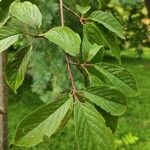 Prunus campanulata Leaf