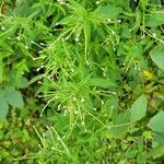 Epilobium coloratum Flower