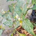 Solanum americanum Habitus