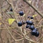 Ligustrum vulgare Fruit