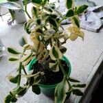 Crassula sarmentosa Leaf