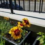 Coreopsis basalis Flower