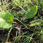 Rumex obtusifolius Pokrój