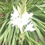 Watsonia borbonica फूल