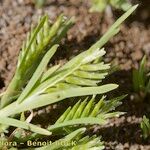 Sclerochloa dura Habit