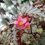 Begonia serratipetala Virág