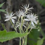 Clematis ligusticifolia 花