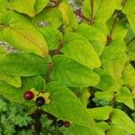 Hypericum androsaemumЛист