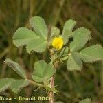 Medicago rigidula Mosusu