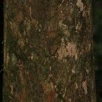 Pouteria grandis Bark