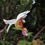 Calanthe tuberculosa 花