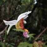 Calanthe tuberculosa Kukka