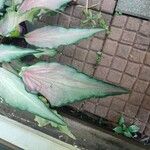 Caladium bicolor Leaf