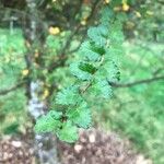 Nothofagus antarctica Leaf