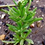 Heliotropium curassavicum Leaf