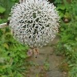 Echinops exaltatus Fiore