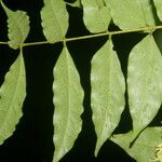 Picramnia antidesma Leaf