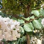 Lagerstroemia speciosaFlor