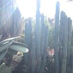 Trichocereus macrogonus Leaf