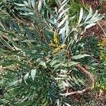 Mahonia fortunei Leaf