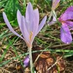 Colchicum multiflorum花