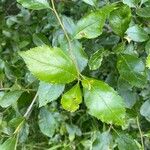 Crataegus crus-galli Leaf