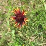 Gaillardia aestivalis Flor