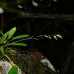 Specklinia picta Habit