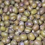 Vigna radiata Gyümölcs
