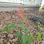 Salvia roemeriana Hábito