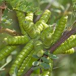 Prosopis pubescens Fruto