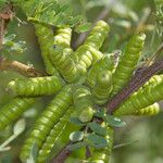 Prosopis pubescens Плод