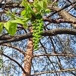 Juglans californica 葉