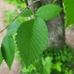 Ulmus americana Leaf