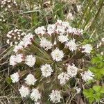Petasites frigidus 花