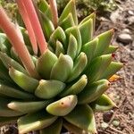 Echeveria agavoides Feuille