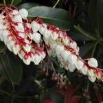 Pieris japonica花