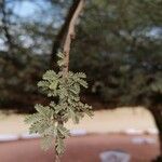 Acacia tortilis Hoja