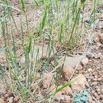 Aegilops triuncialis Plante entière