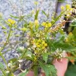 Rorippa palustris Çiçek