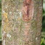 Elvasia elvasioides Bark