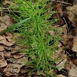 Equisetum pratense Лист