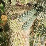 Cylindropuntia fulgida 樹皮