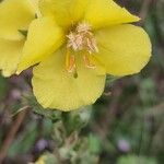 Verbascum densiflorumÕis