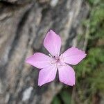 Dianthus pungens Kvet