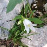 Campanula tracheliumKvet